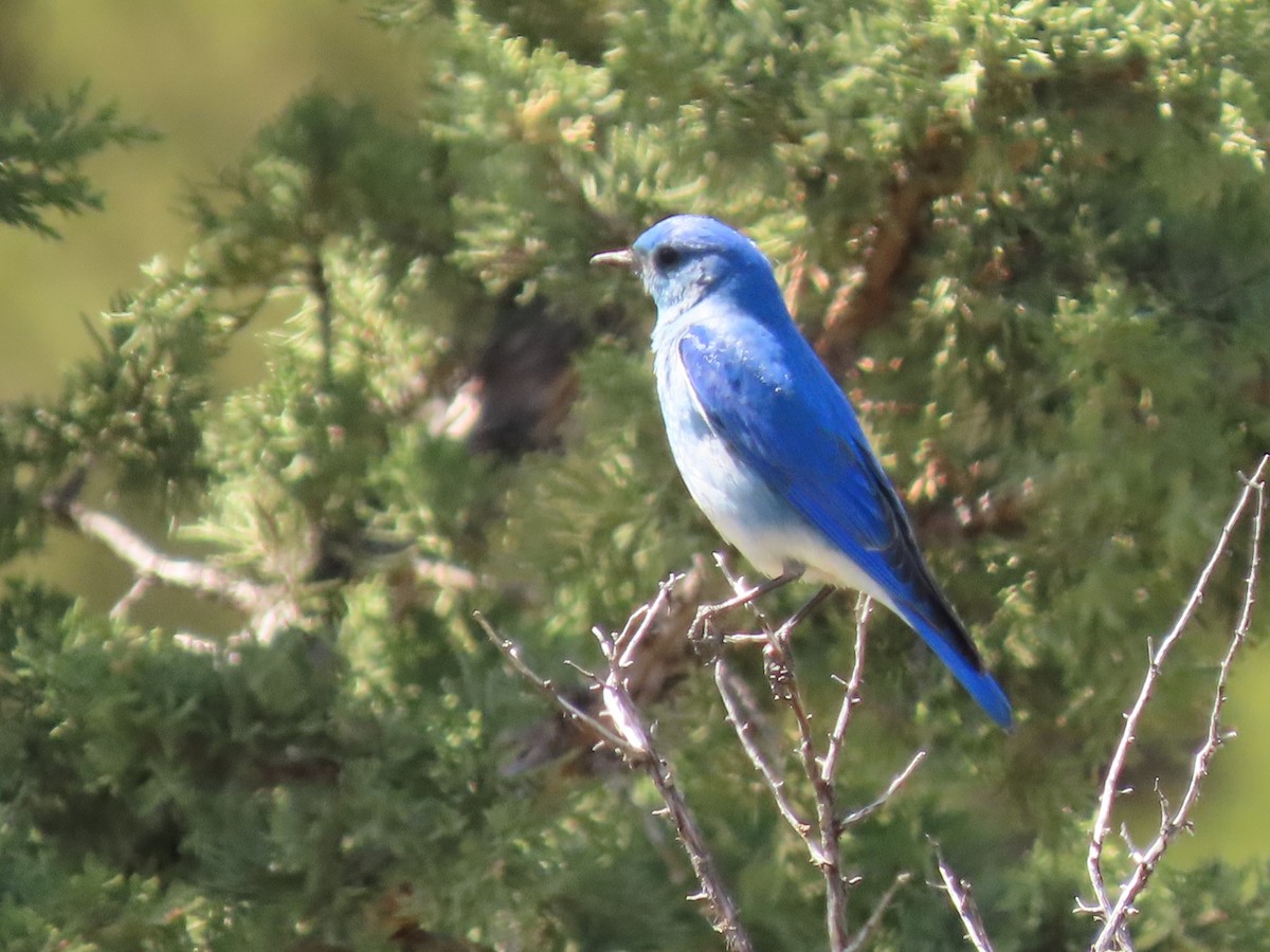 Mountain Bluebird - ML620088009