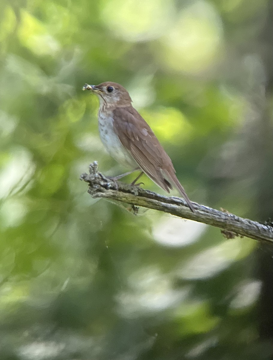 Veery - ML620088025