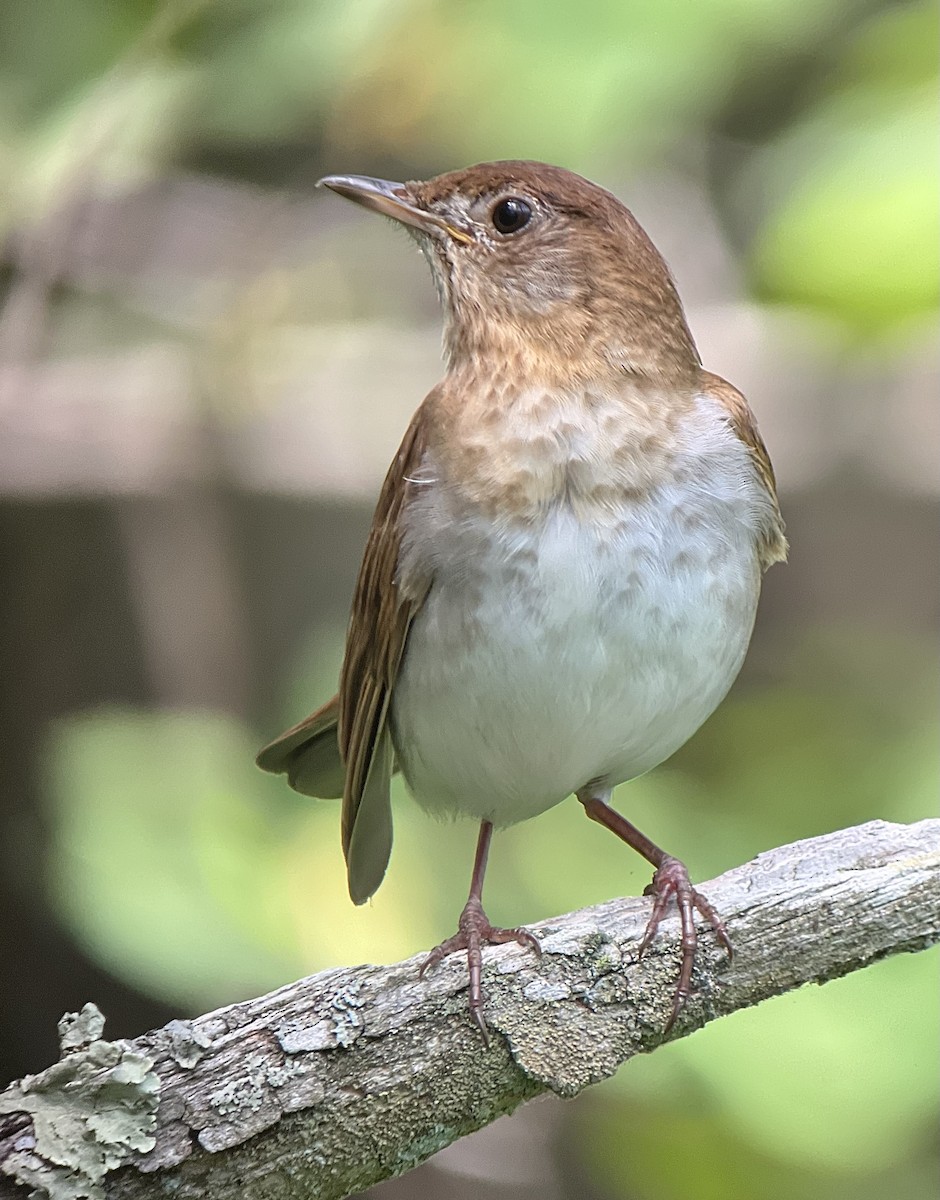 Veery - ML620088026