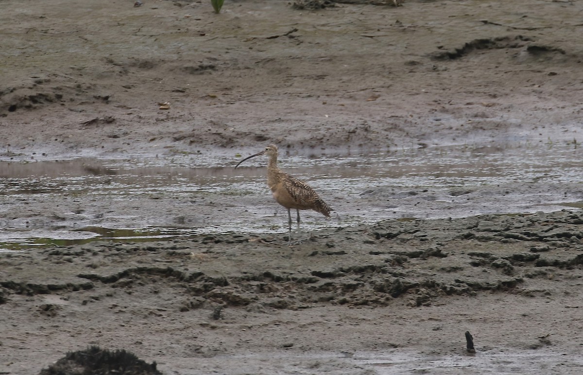 Long-billed Curlew - ML620088030