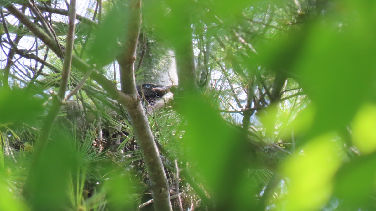 American Crow - ML620088033