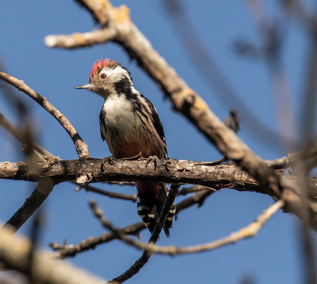 Middle Spotted Woodpecker - ML620088057