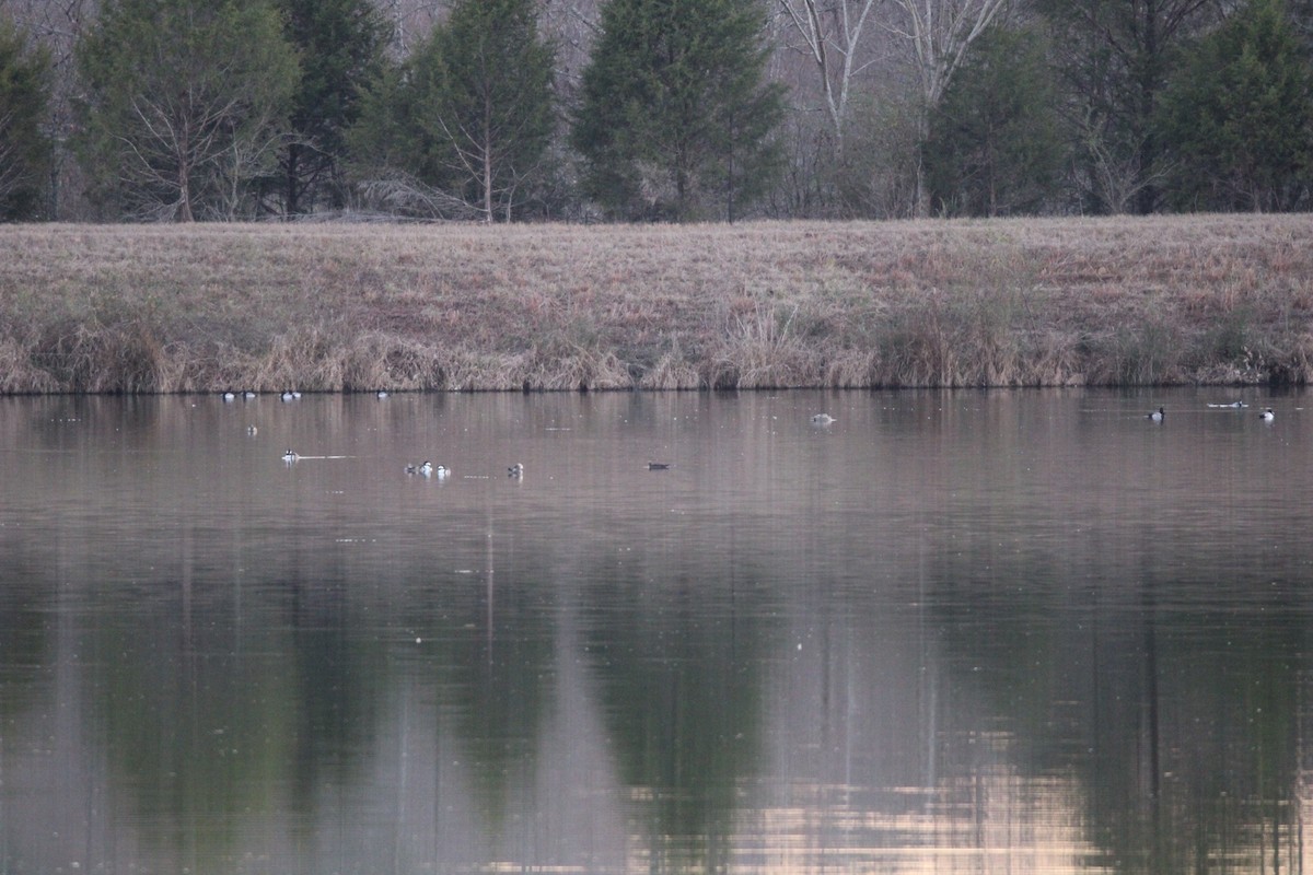 Greater/Lesser Scaup - ML620088081