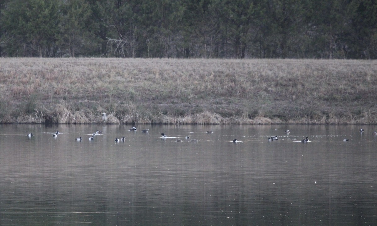 Greater/Lesser Scaup - ML620088085