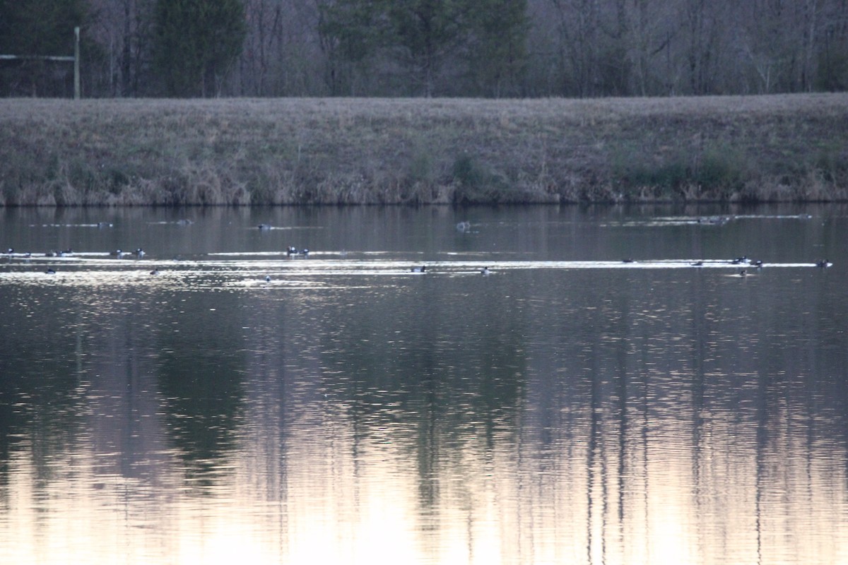 Hooded Merganser - ML620088107