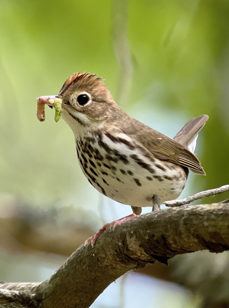 Ovenbird - ML620088109