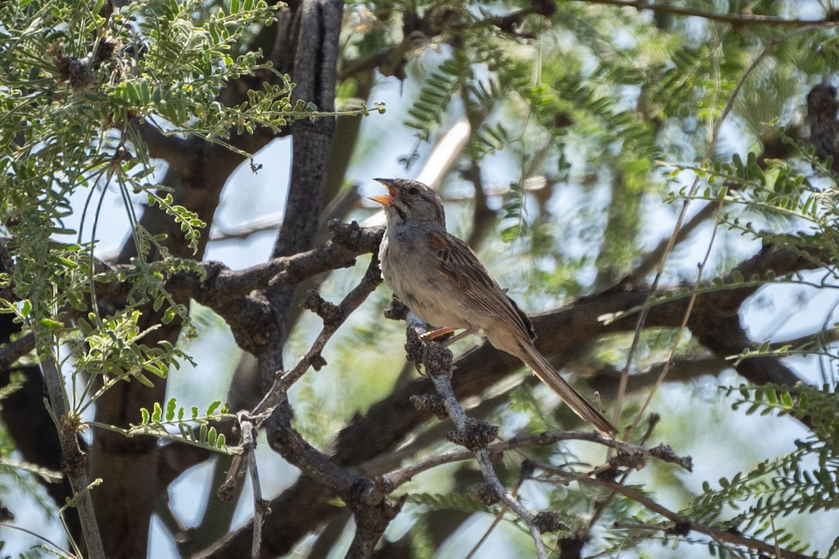 Rufous-winged Sparrow - ML620088116