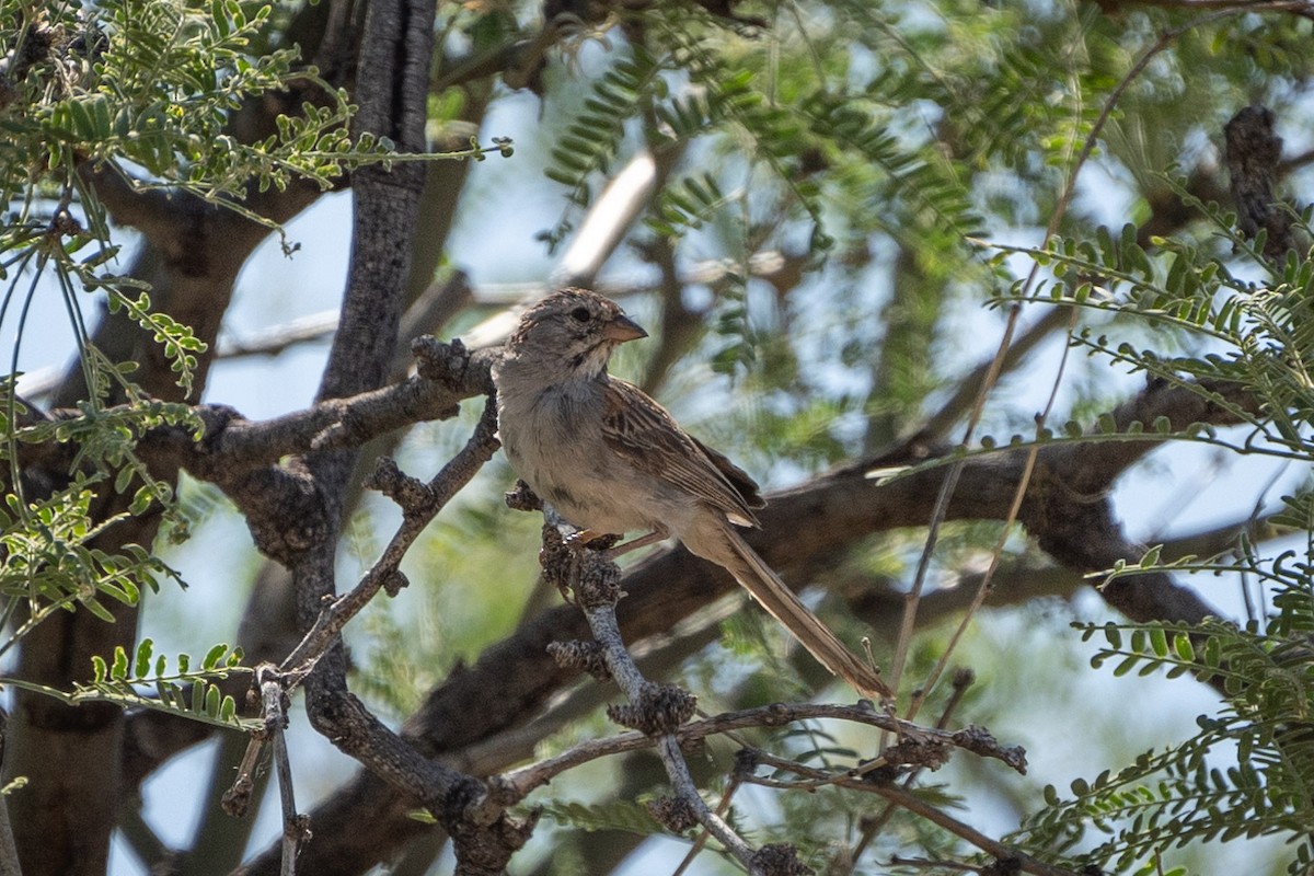 Rufous-winged Sparrow - ML620088117