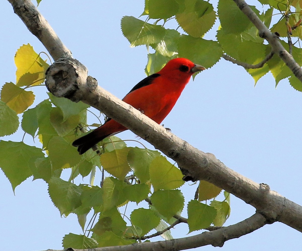 Scarlet Tanager - ML620088120