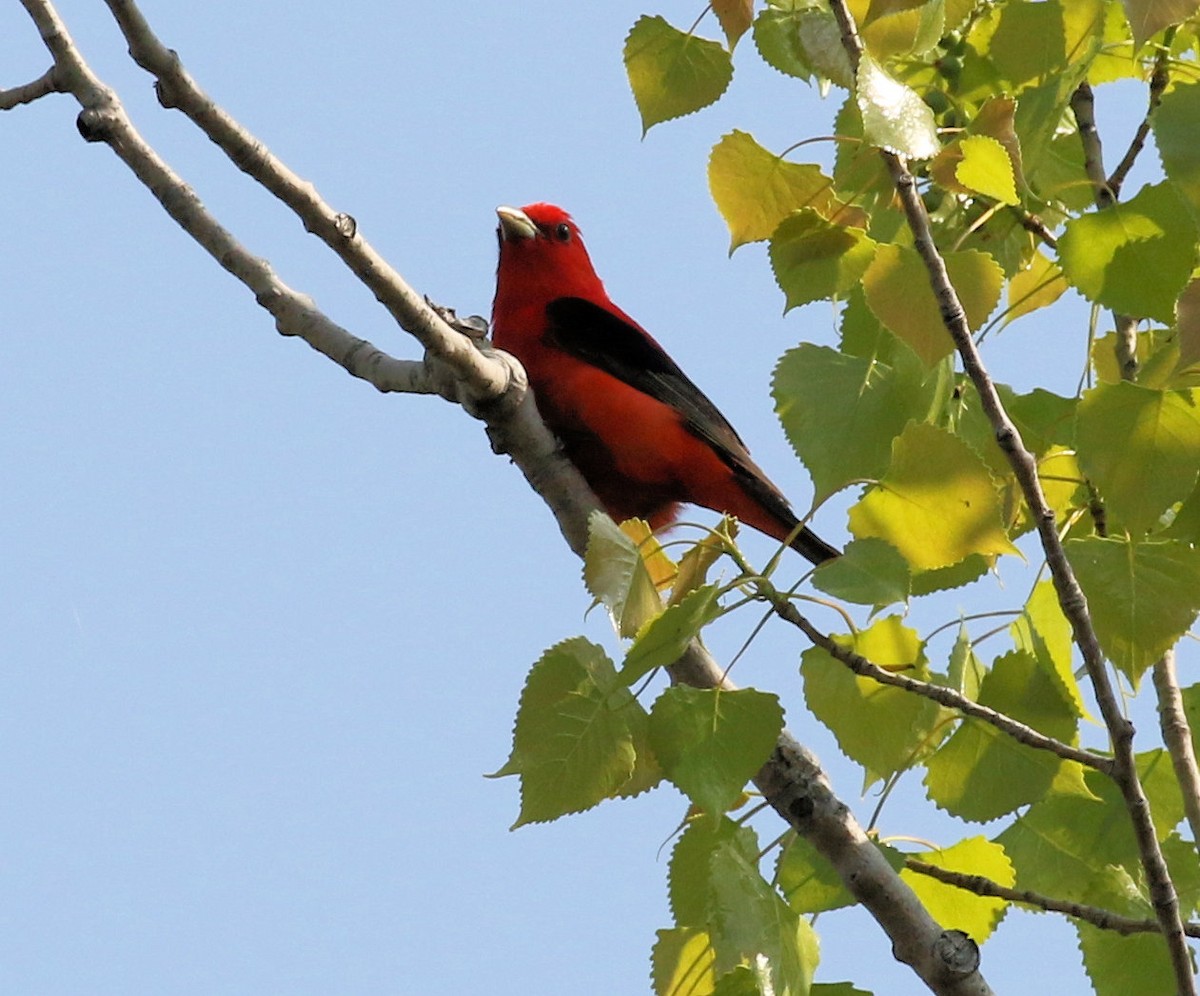 Scarlet Tanager - ML620088121