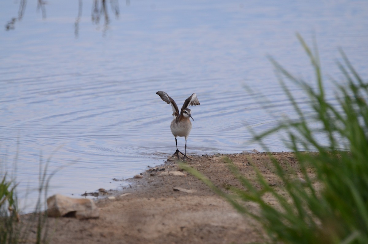 hvithalesvømmesnipe - ML620088126