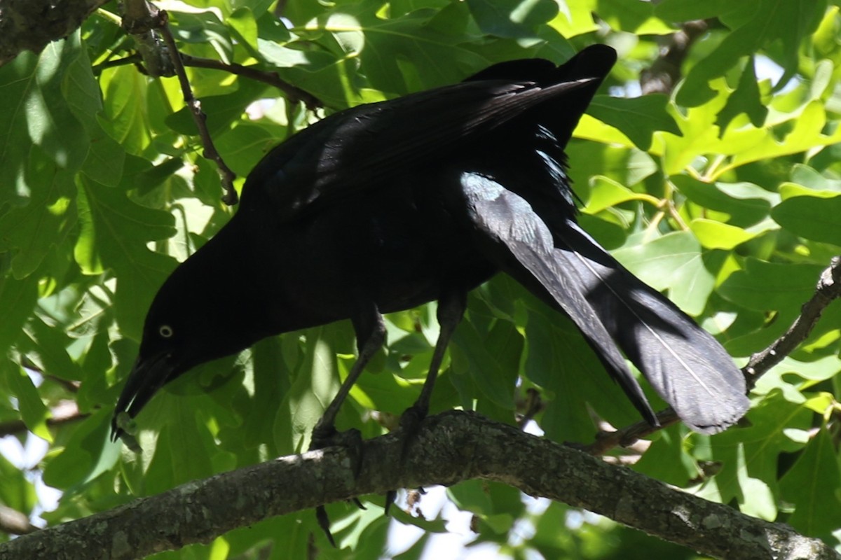 Boat-tailed Grackle - ML620088143