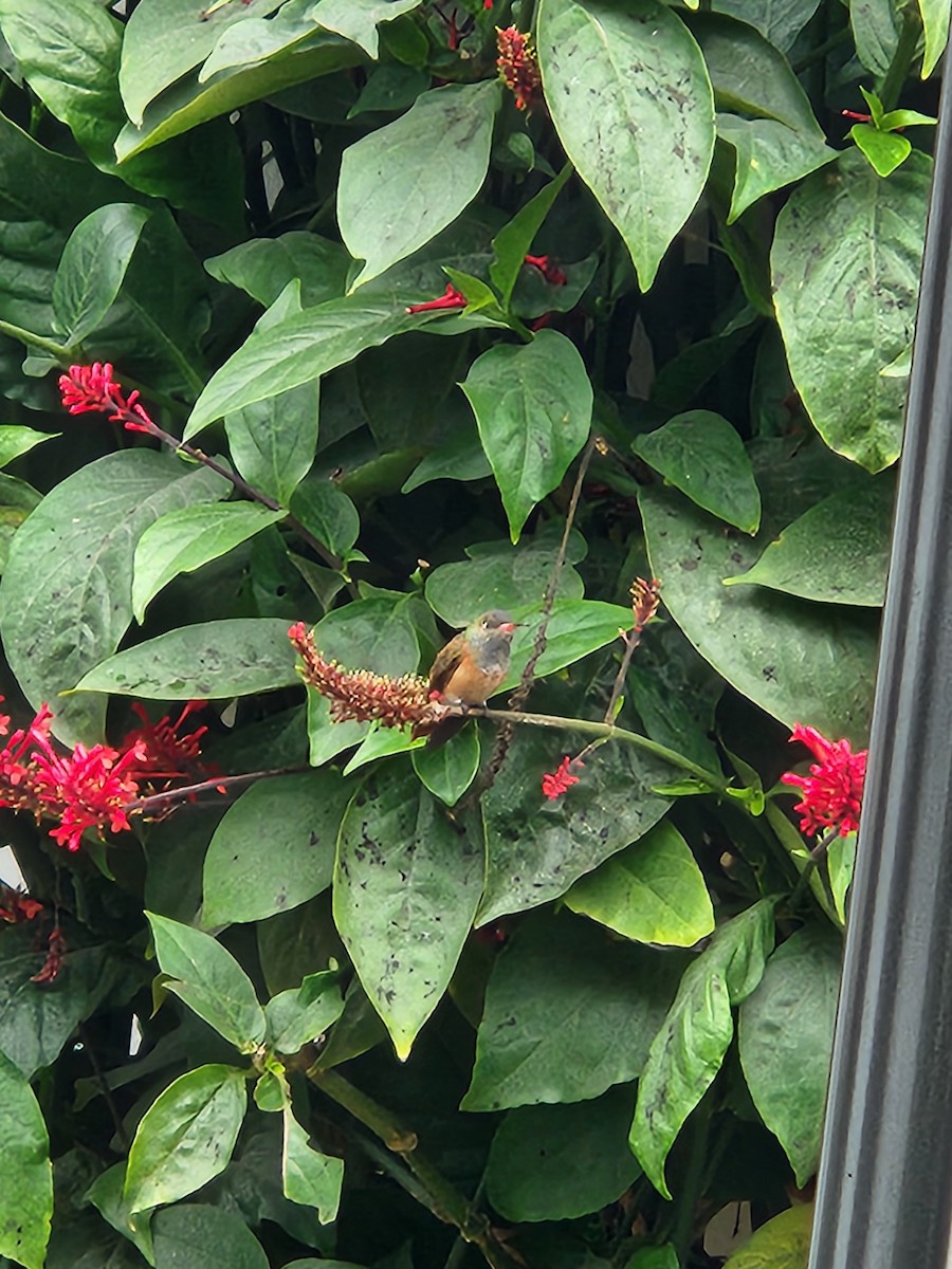 kolibřík Amazilin - ML620088146