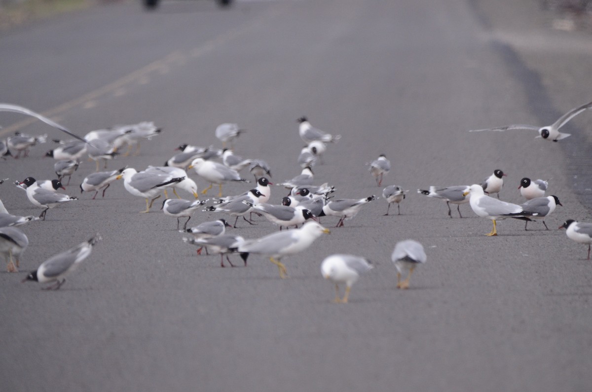 Franklin's Gull - ML620088156