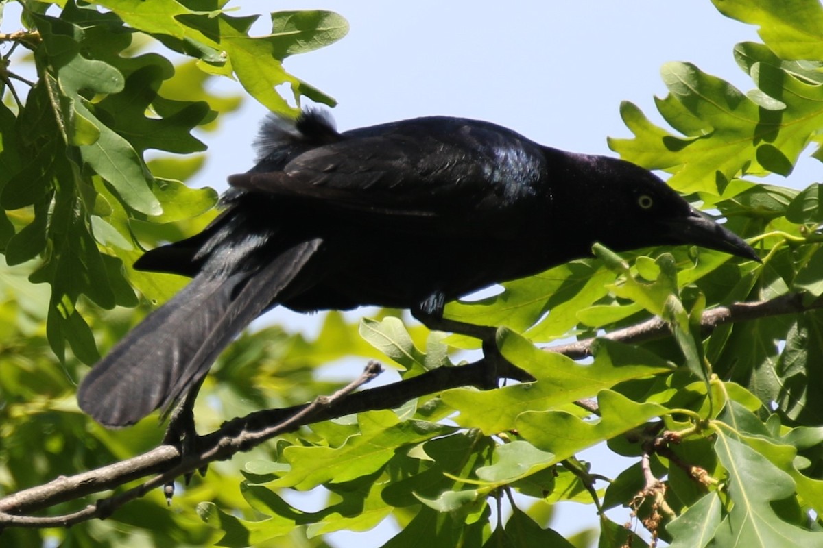 Boat-tailed Grackle - ML620088172