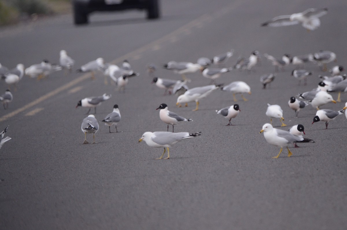 Franklin's Gull - ML620088173