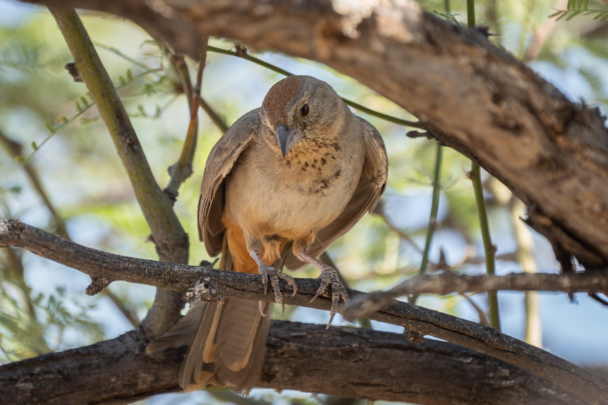 Canyon Towhee - ML620088177