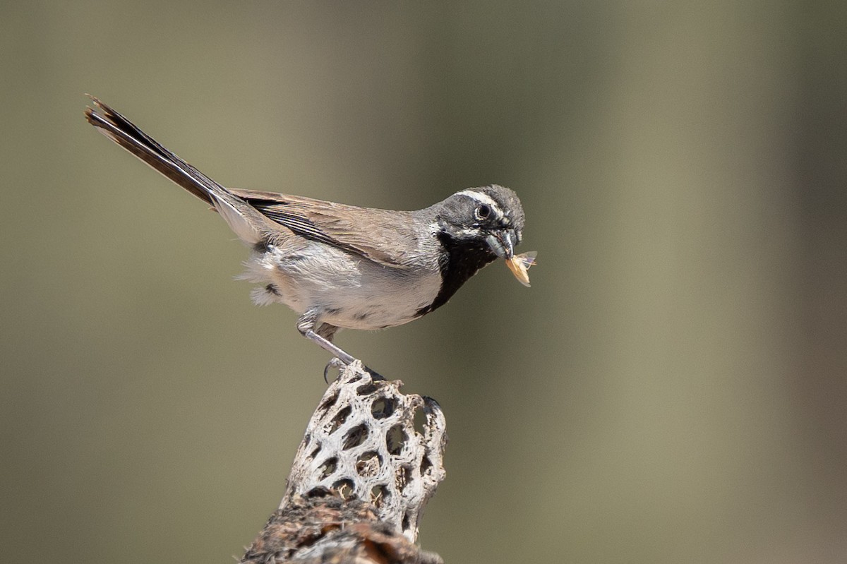 Black-throated Sparrow - ML620088202