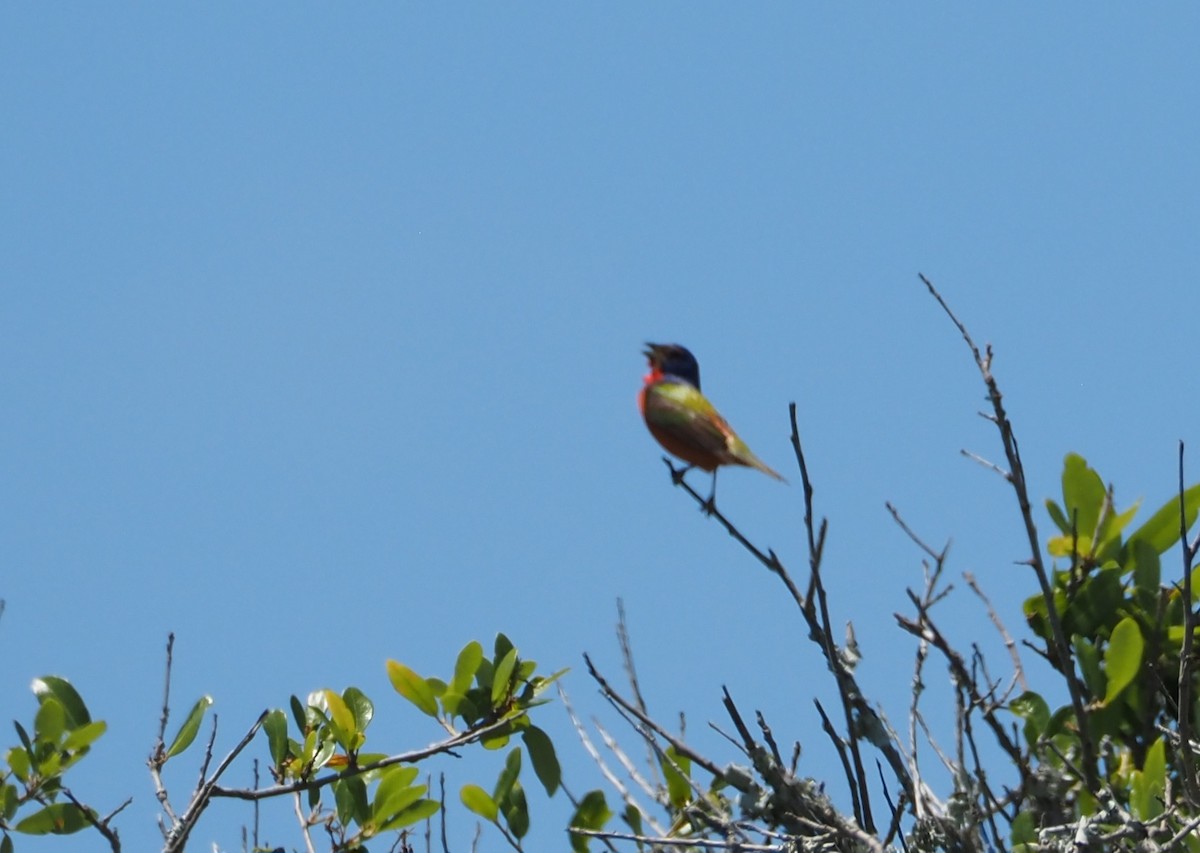 Painted Bunting - ML620088205