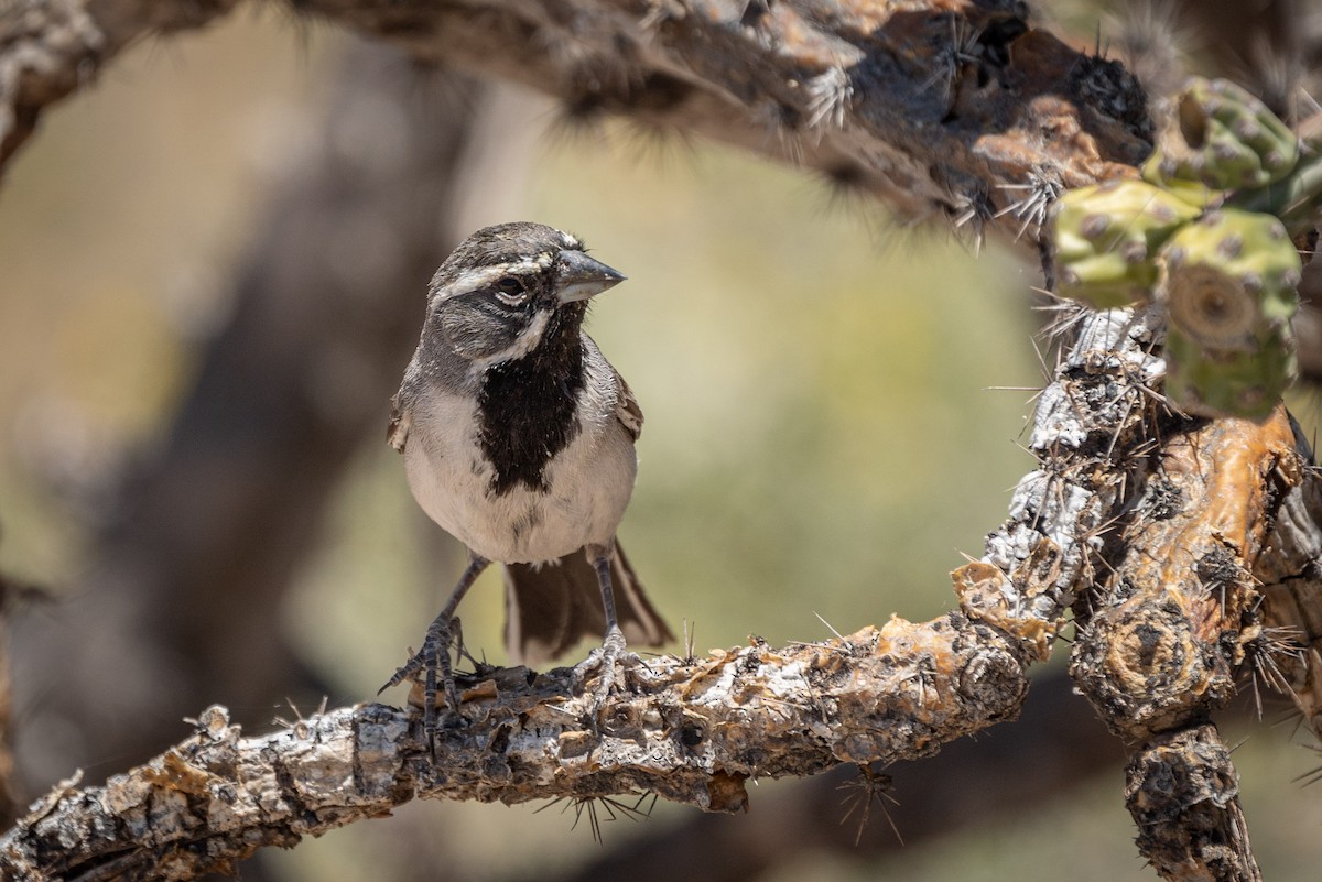 Black-throated Sparrow - ML620088207