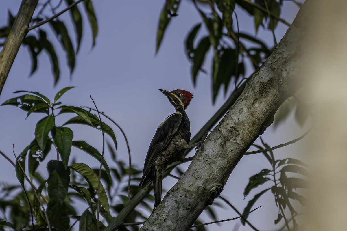 Lineated Woodpecker - ML620088211