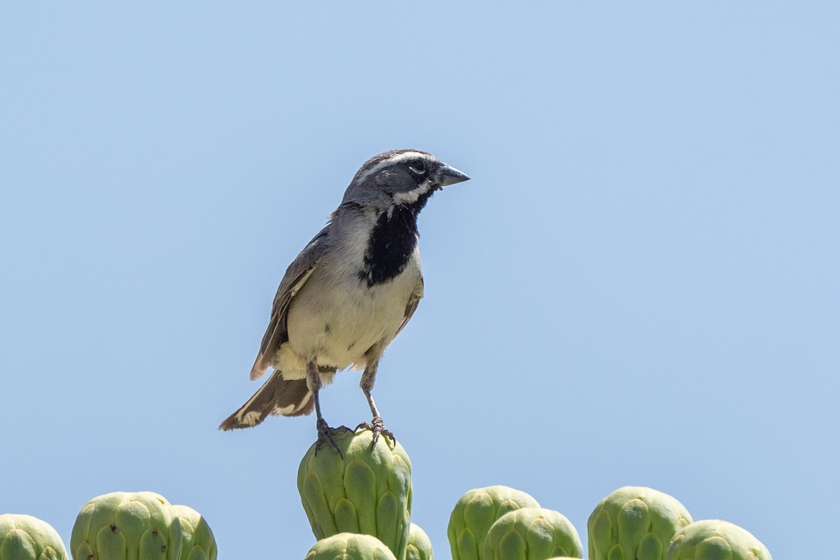 Black-throated Sparrow - ML620088213