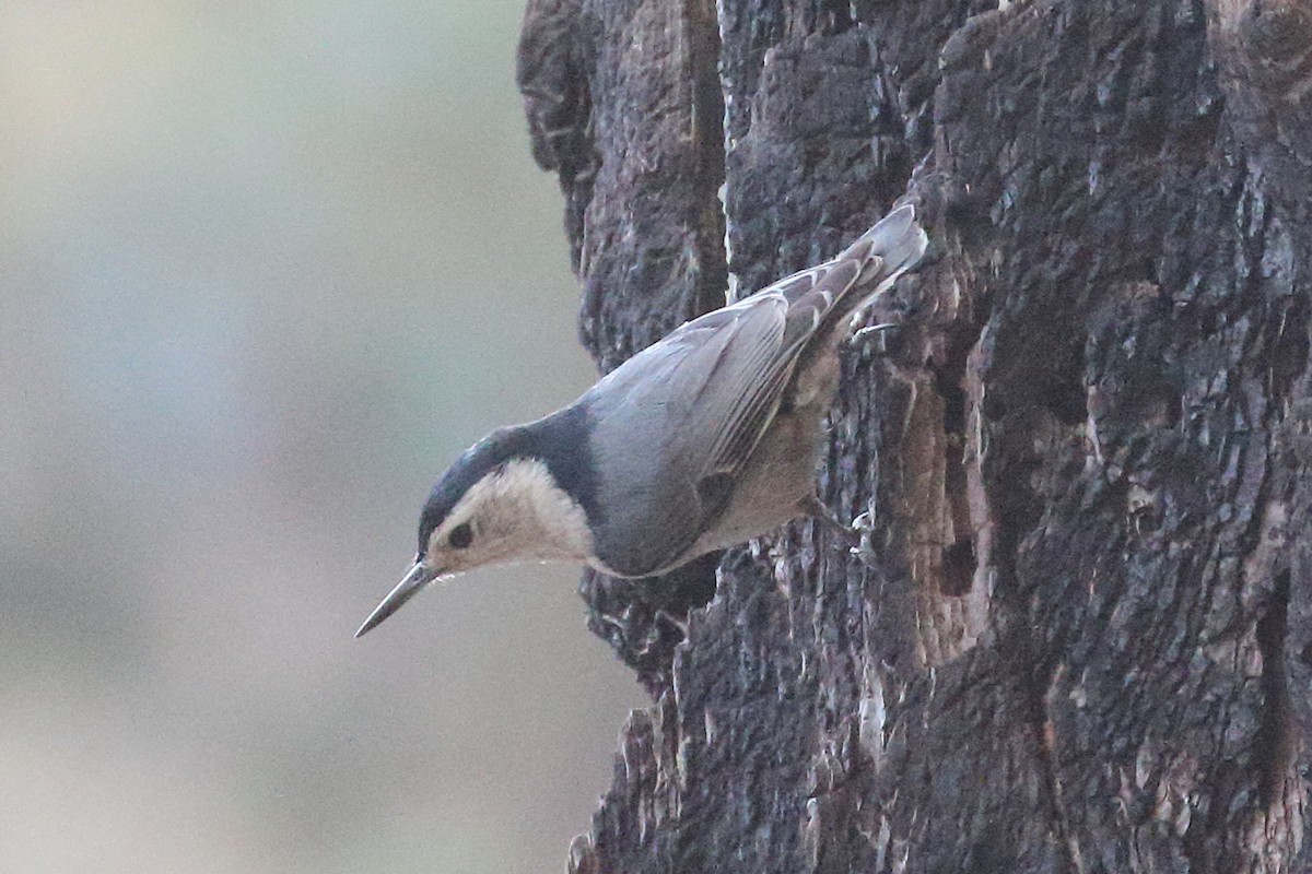 White-breasted Nuthatch - ML620088221