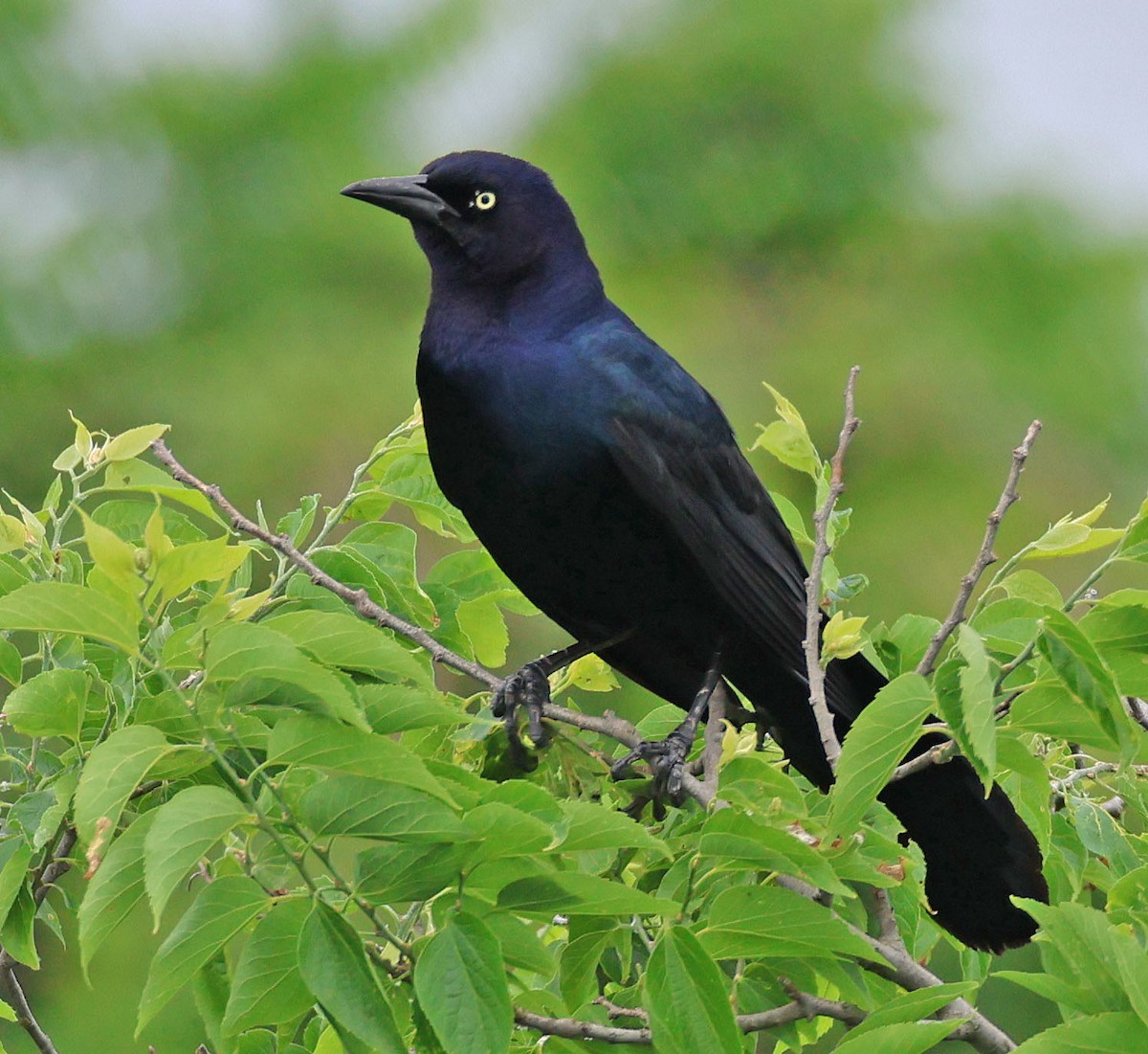 Boat-tailed Grackle - ML620088224