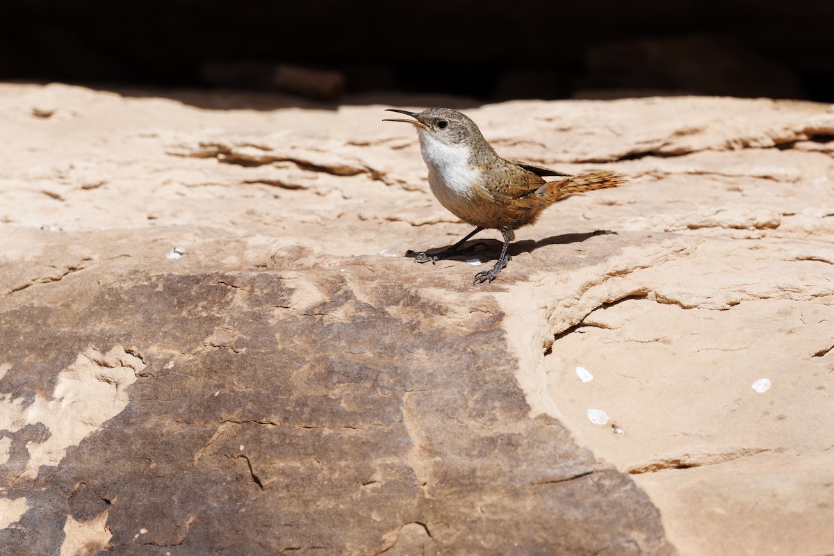 Canyon Wren - ML620088255