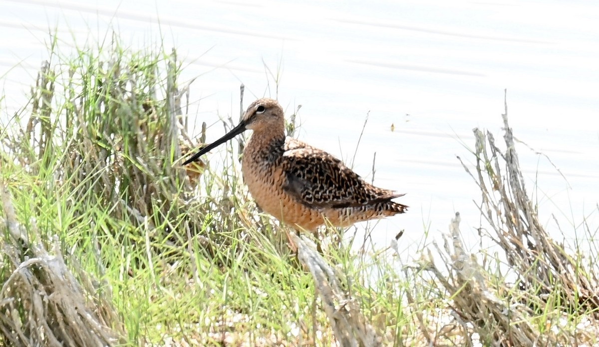 Long-billed Dowitcher - ML620088266