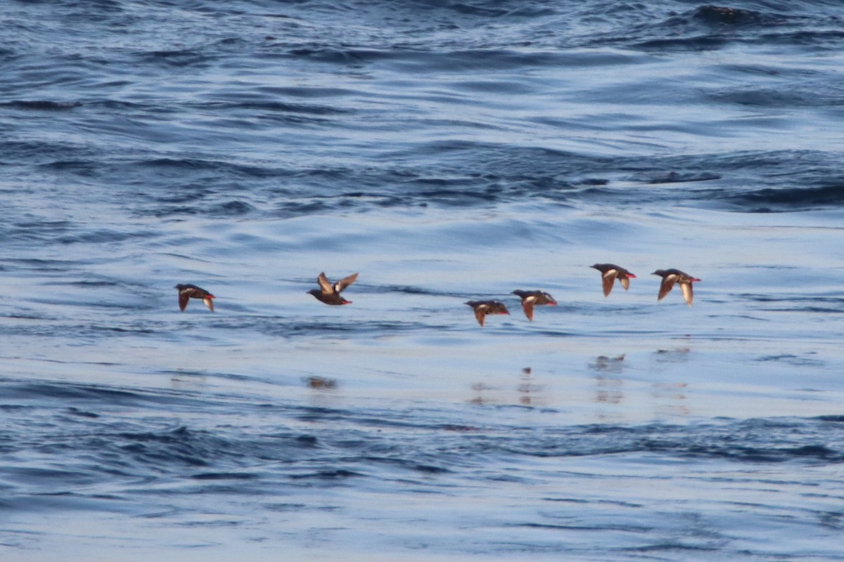 Pigeon Guillemot - ML620088267