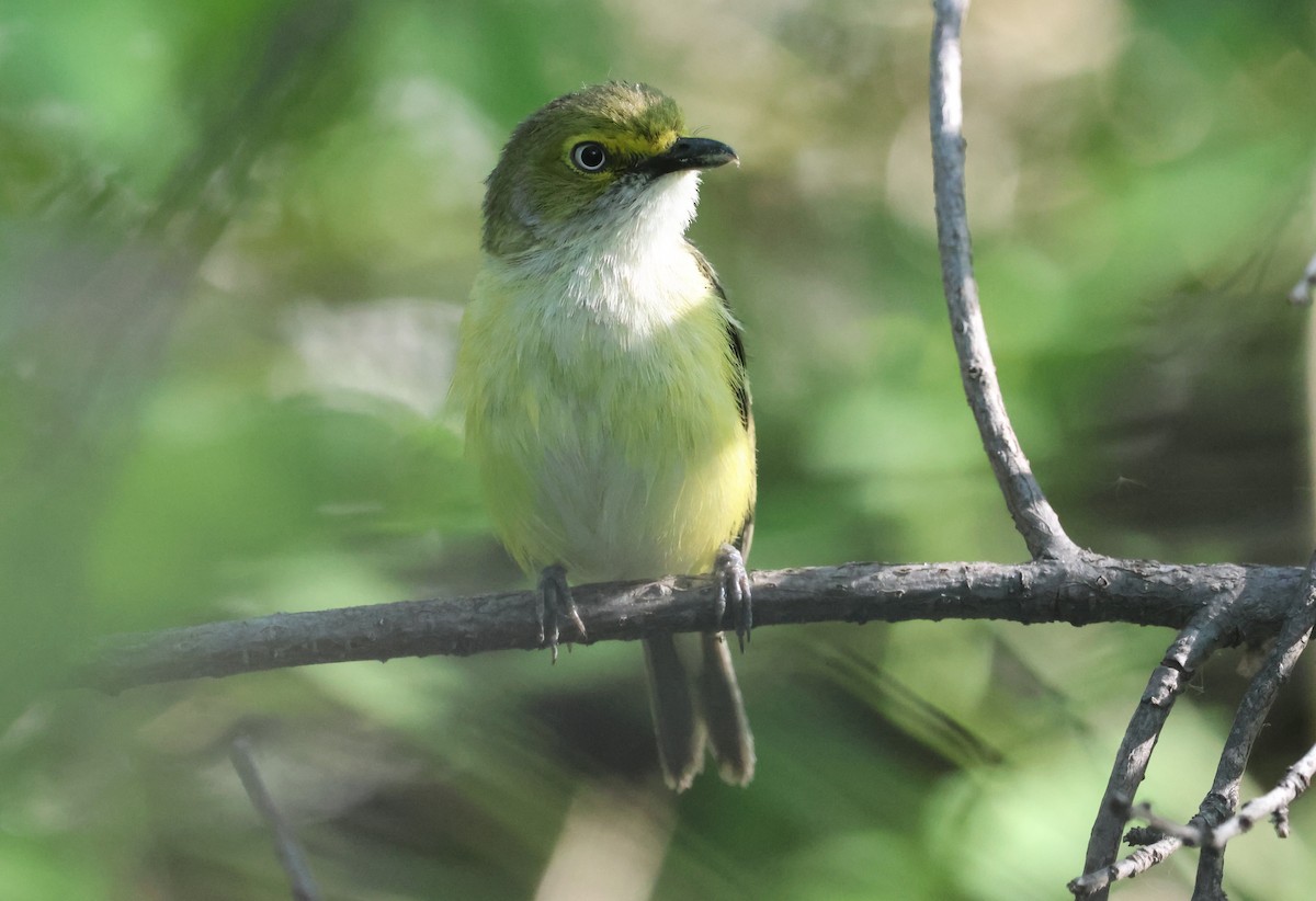 Vireo Ojiblanco - ML620088278