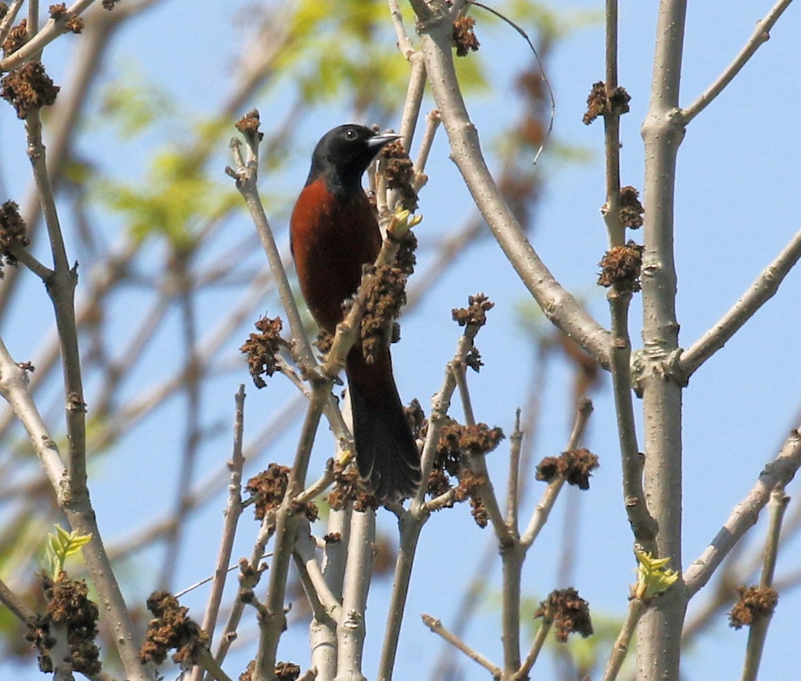 Orchard Oriole - ML620088283