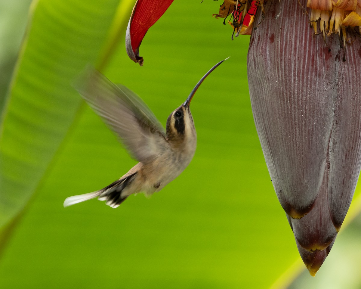 kolibřík světlebřichý - ML620088296