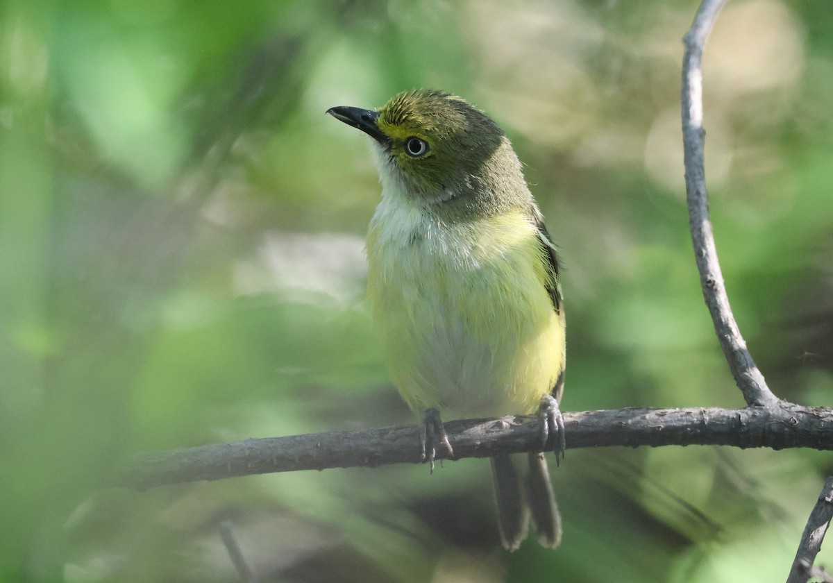 Ak Gözlü Vireo - ML620088308