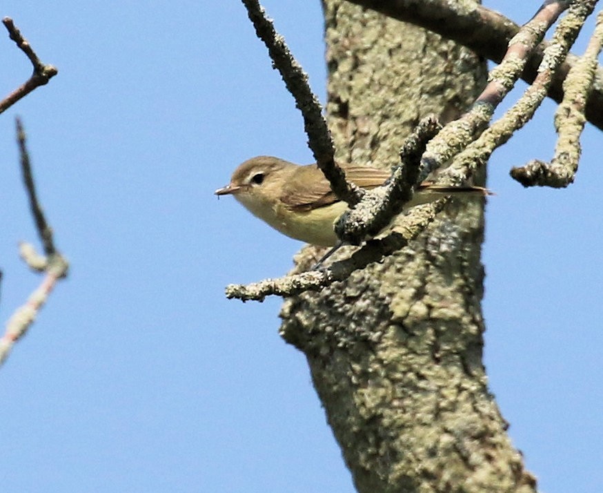 Warbling Vireo - Kernan Bell