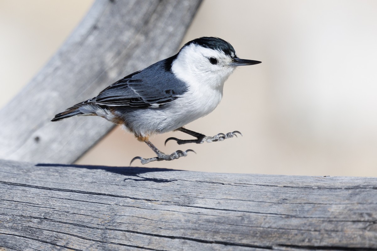 White-breasted Nuthatch - ML620088312