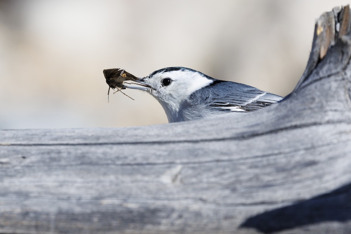 White-breasted Nuthatch - ML620088313