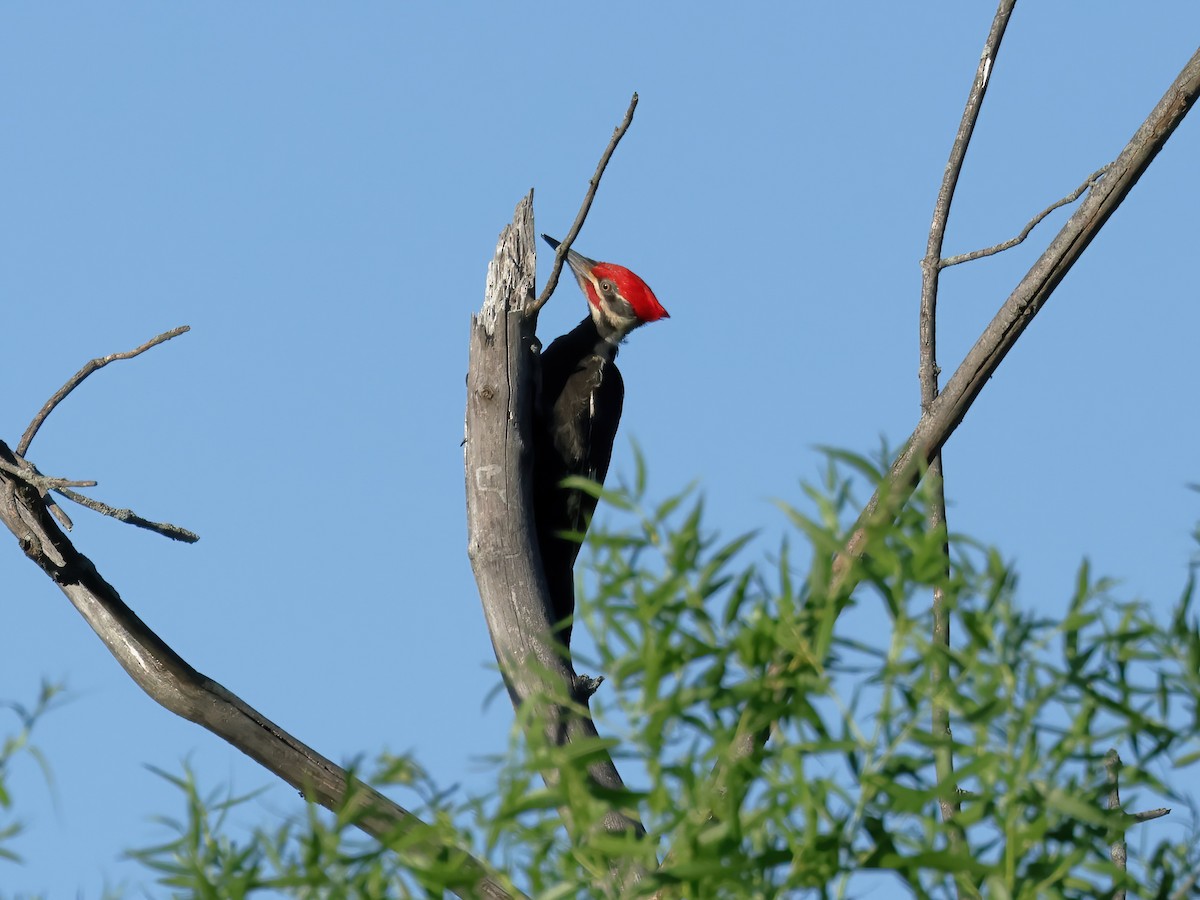 Pileated Woodpecker - ML620088315