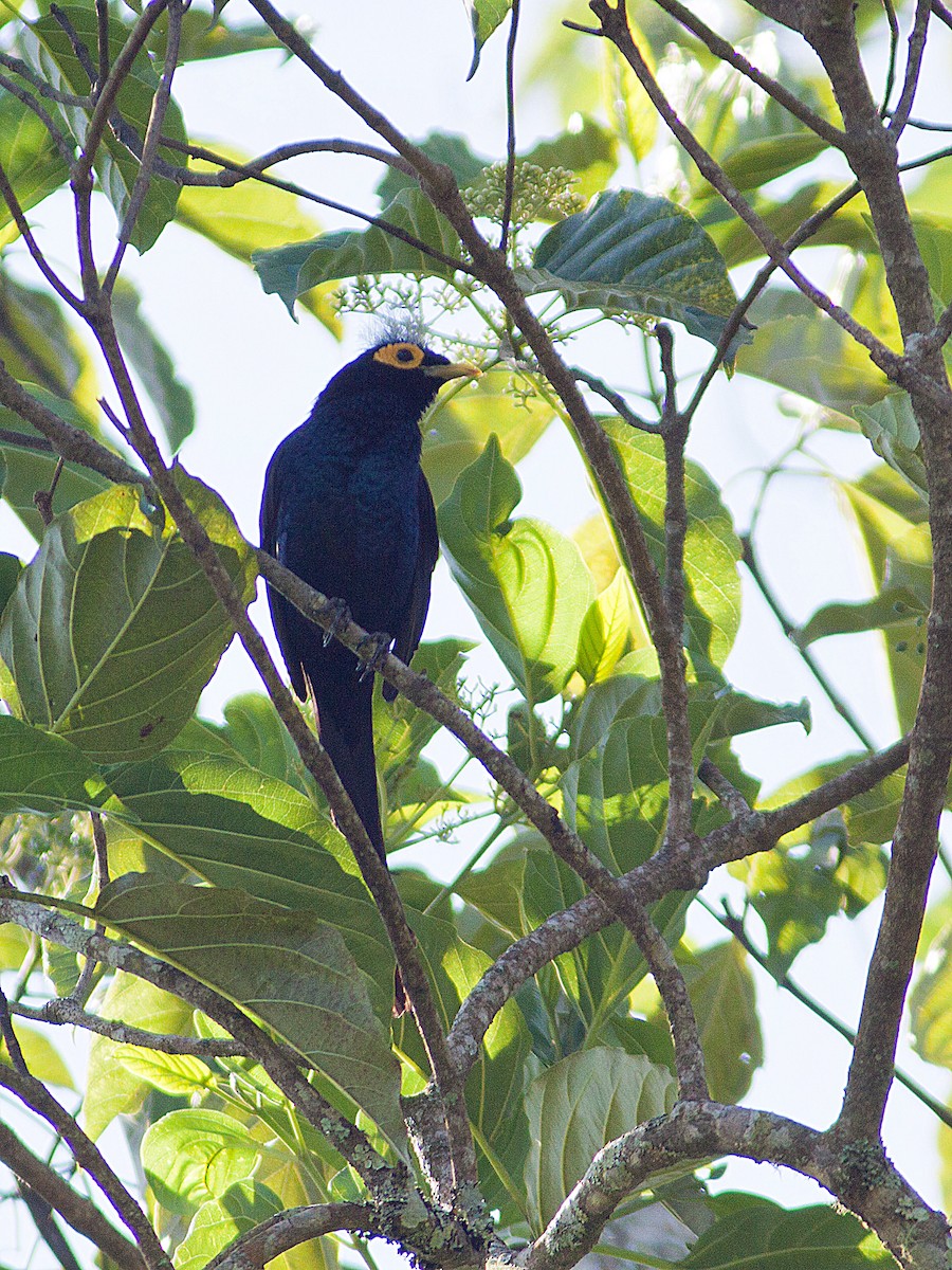 Miná de Mindanao - ML620088330