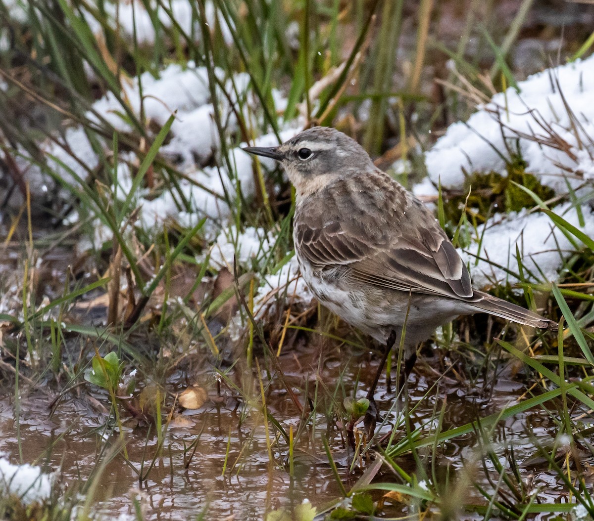 Water Pipit - ML620088332