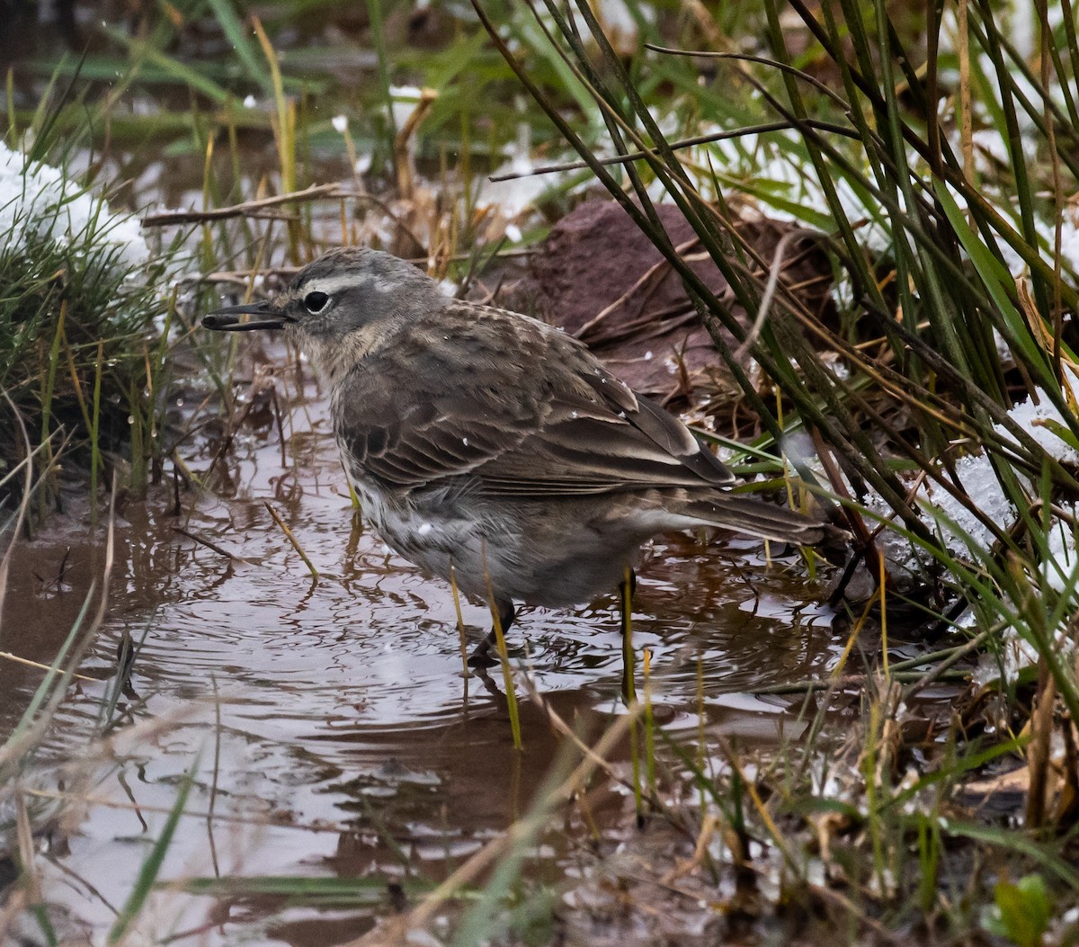 Water Pipit - ML620088333