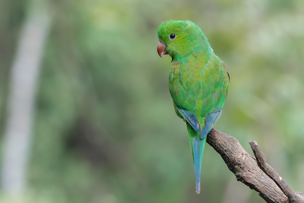 Plain Parakeet - ML620088334