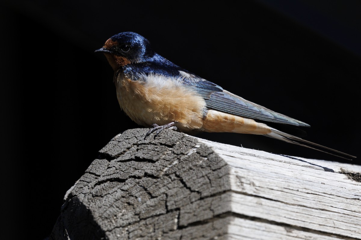 Barn Swallow - ML620088336