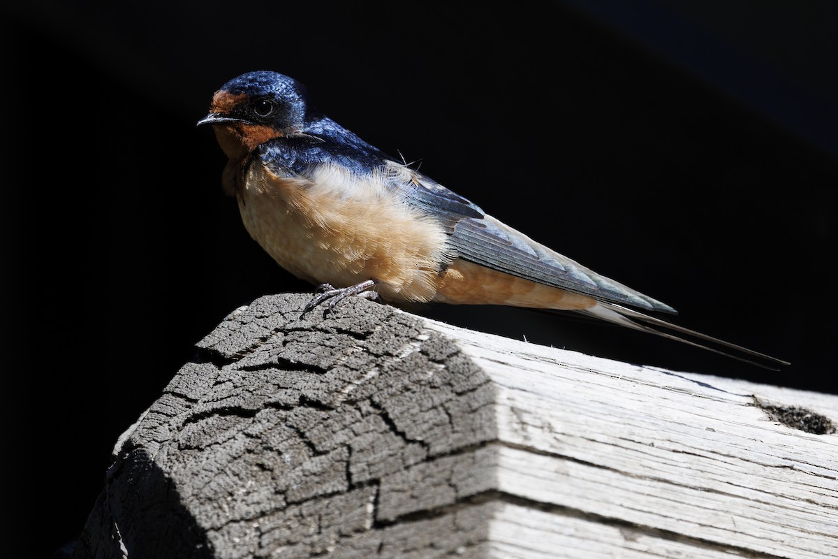 Golondrina Común - ML620088338