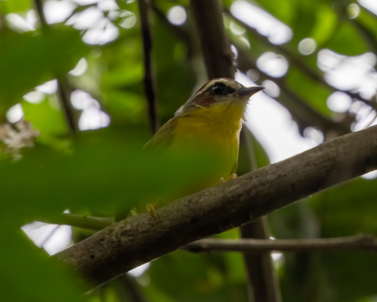 Chestnut-capped Warbler - ML620088340