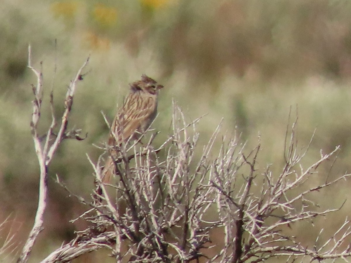 Brewer's Sparrow - Joan Baker