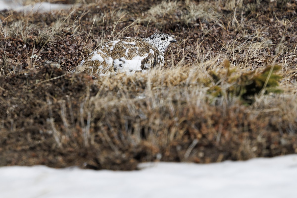 White-tailed Ptarmigan - ML620088374