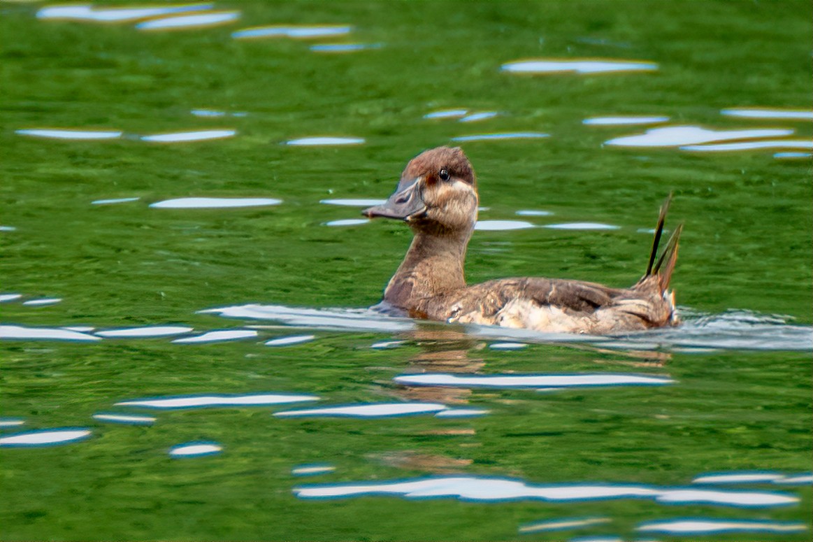 Érismature rousse - ML620088384