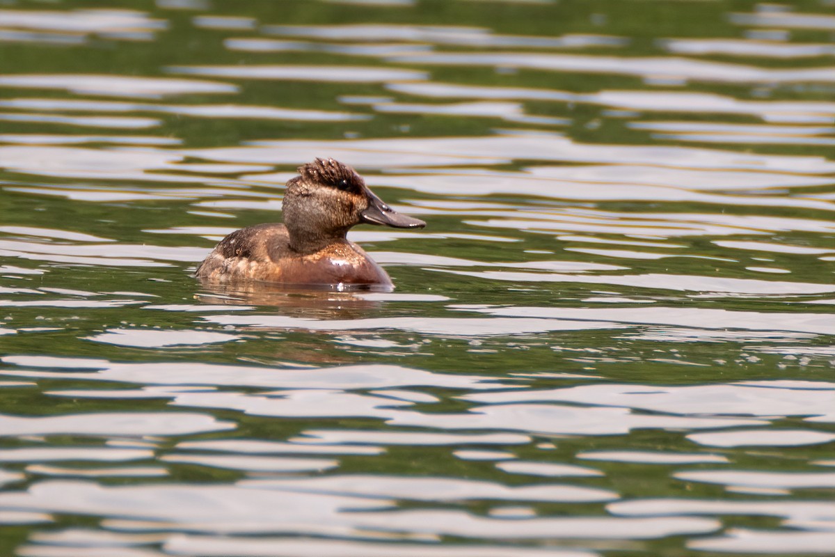 Ruddy Duck - ML620088387